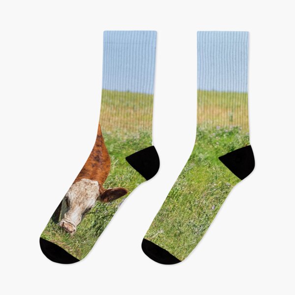 Item preview, Brown and White Female Hereford cow in a green pasture designed and sold by noblephoto.