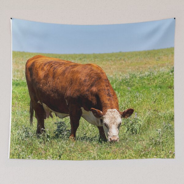 Item preview, Brown and White Female Hereford cow in a green pasture designed and sold by noblephoto.