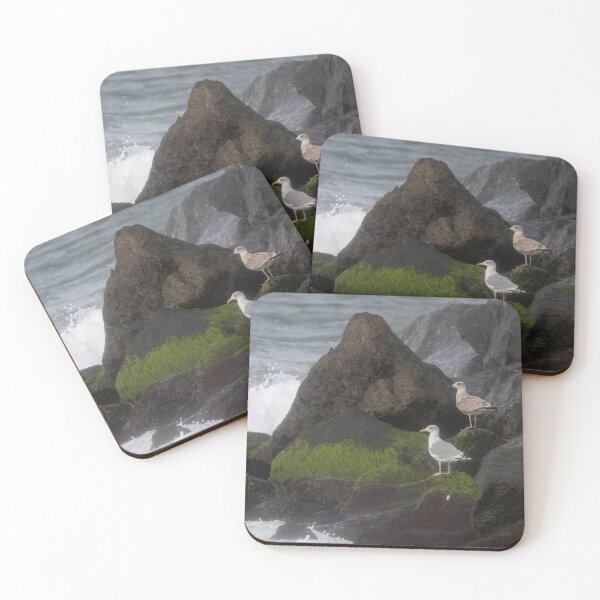 Item preview, European herring gull designed and sold by Calidris Fotografie Steffi & Ben Köppler.