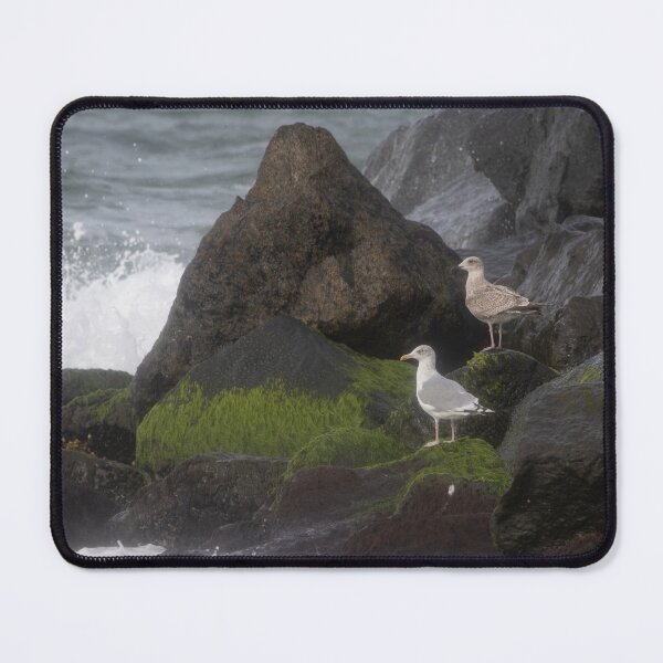 Item preview, European herring gull designed and sold by Calidris Fotografie Steffi & Ben Köppler.