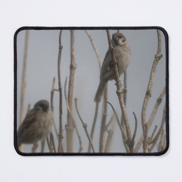 Item preview, Eurasian tree sparrow designed and sold by Calidris Fotografie Steffi & Ben Köppler.