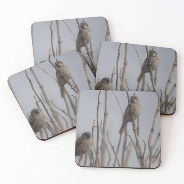 Item preview, Eurasian tree sparrow designed and sold by Calidris Fotografie Steffi & Ben Köppler.
