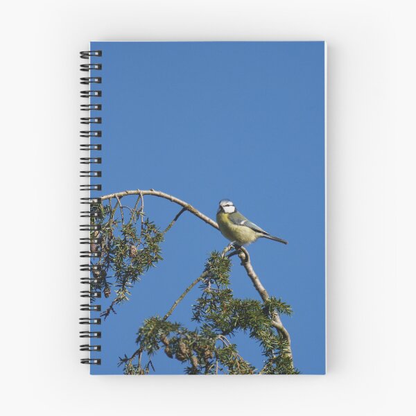 Item preview, Blue tit on a tree designed and sold by Binas-gallery.