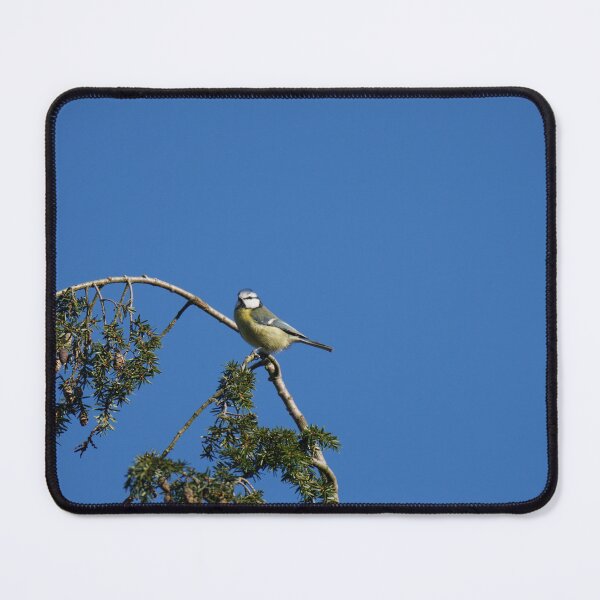 Item preview, Blue tit on a tree designed and sold by Binas-gallery.