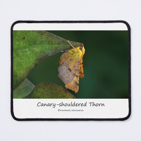 Item preview, Canary-shouldered Thorn designed and sold by SteveEvansArt.