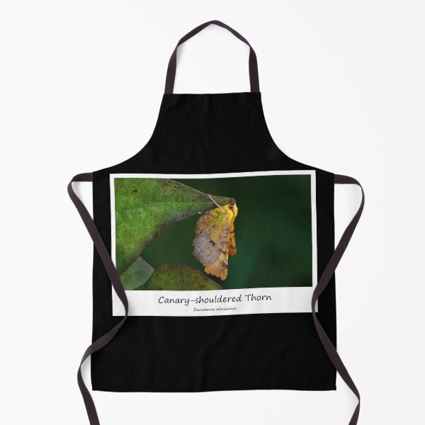 Item preview, Canary-shouldered Thorn designed and sold by SteveEvansArt.