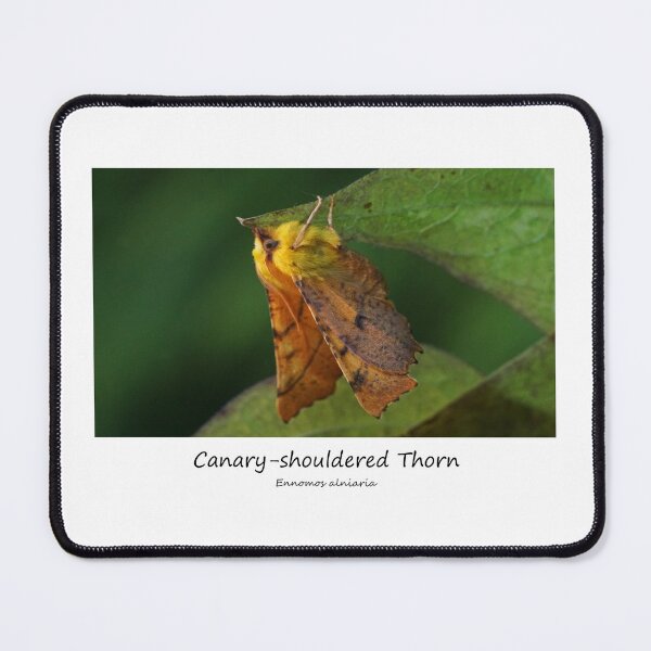 Item preview, Canary-shouldered Thorn designed and sold by SteveEvansArt.