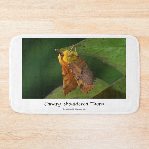 Item preview, Canary-shouldered Thorn designed and sold by SteveEvansArt.