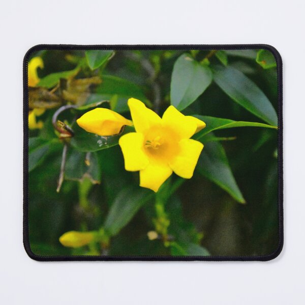 Item preview, Carolina Jasmine designed and sold by MercerImages.
