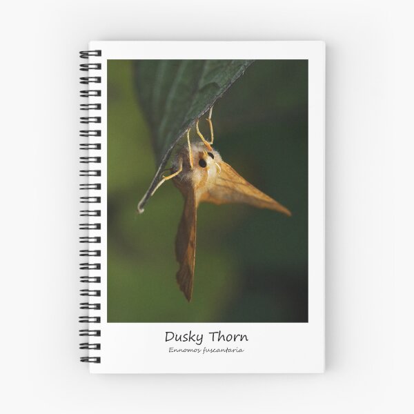 Item preview, Dusky Thorn designed and sold by SteveEvansArt.