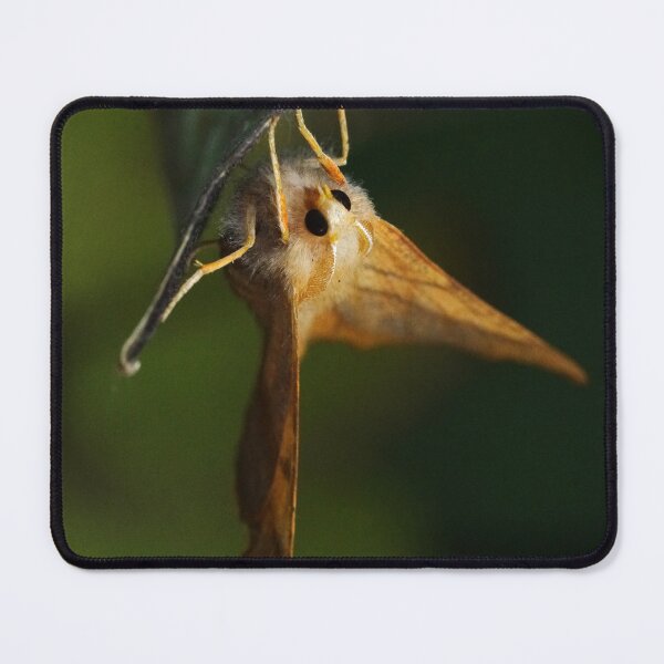 Item preview, Dusky Thorn designed and sold by SteveEvansArt.