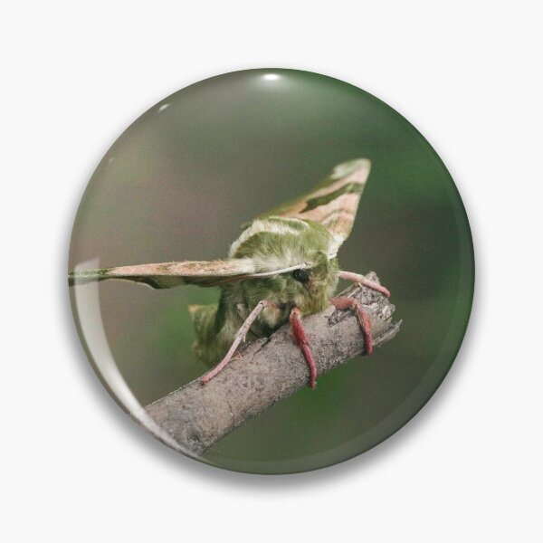 Item preview, Lime Hawk-moth designed and sold by SteveEvansArt.