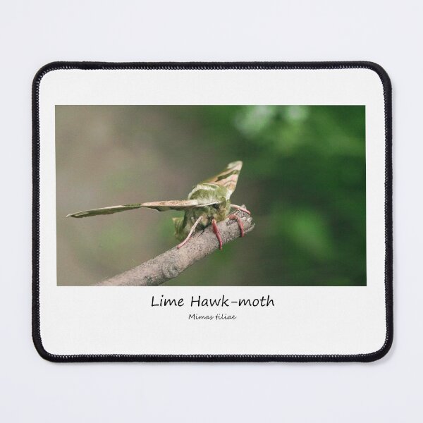 Item preview, Lime Hawk-moth designed and sold by SteveEvansArt.
