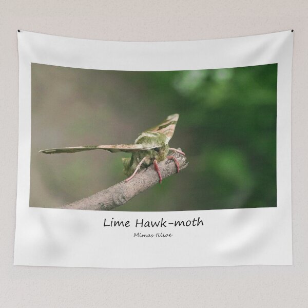 Item preview, Lime Hawk-moth designed and sold by SteveEvansArt.