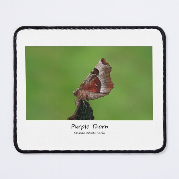 Item preview, Purple Thorn designed and sold by SteveEvansArt.