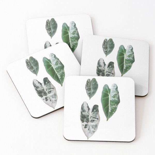 Item preview, Frydek Variegated Trio designed and sold by AroidIsland.