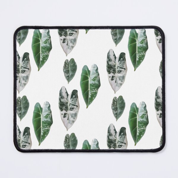 Item preview, Frydek Variegated Trio designed and sold by AroidIsland.