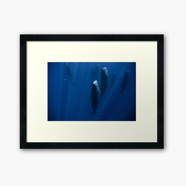 Sleeping Whales Framed Art Print