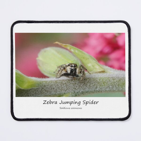 Item preview, Zebra Jumping Spider designed and sold by SteveEvansArt.