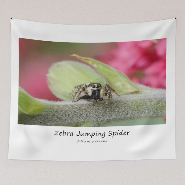 Item preview, Zebra Jumping Spider designed and sold by SteveEvansArt.