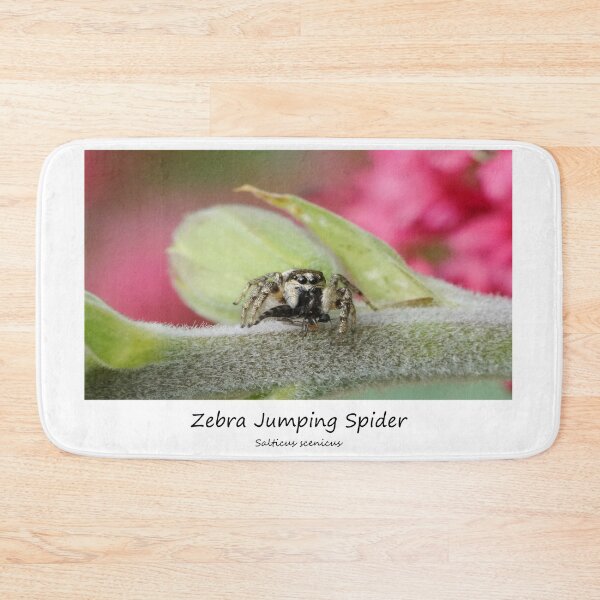 Item preview, Zebra Jumping Spider designed and sold by SteveEvansArt.