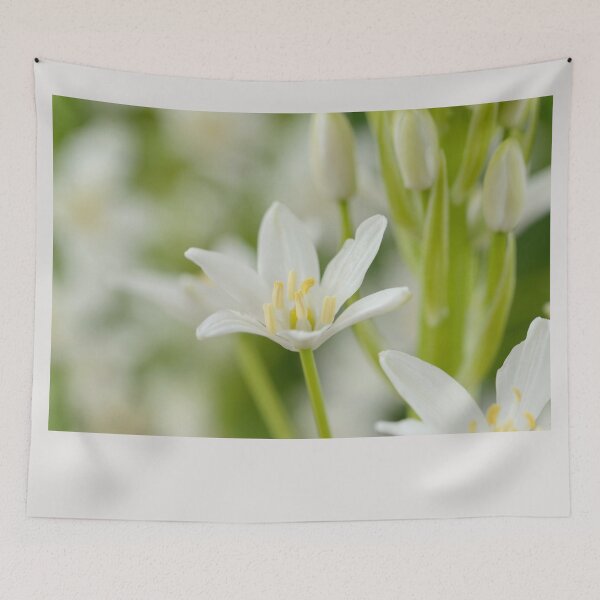 Item preview, Ornithogalum magnum  Star of Bethlehem  Giant Starflower   designed and sold by Chris Burrows.