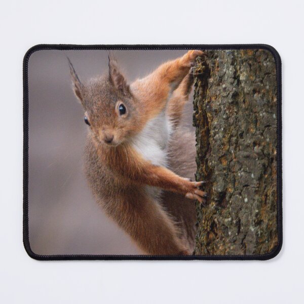 Item preview, Cute Red Squirrel designed and sold by N-JPhotography.