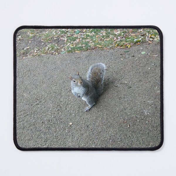 Item preview, #316 |☼| Squirrel Stare (Jephson Gardens) designed and sold by Naean H.F. (Nez Man).