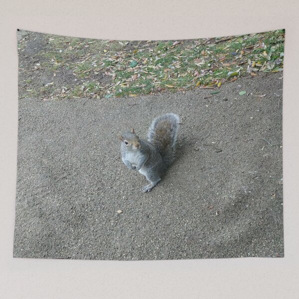 Item preview, #316 |☼| Squirrel Stare (Jephson Gardens) designed and sold by Naean H.F. (Nez Man).