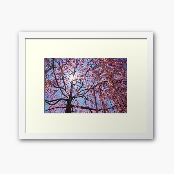 Weeping Sakura (Cherry Blossom) Tree from Japan Framed Art Print