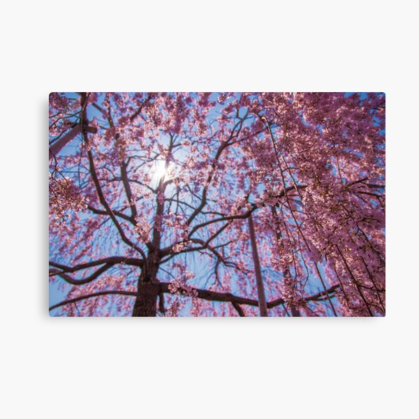 Weeping Sakura (Cherry Blossom) Tree from Japan Canvas Print