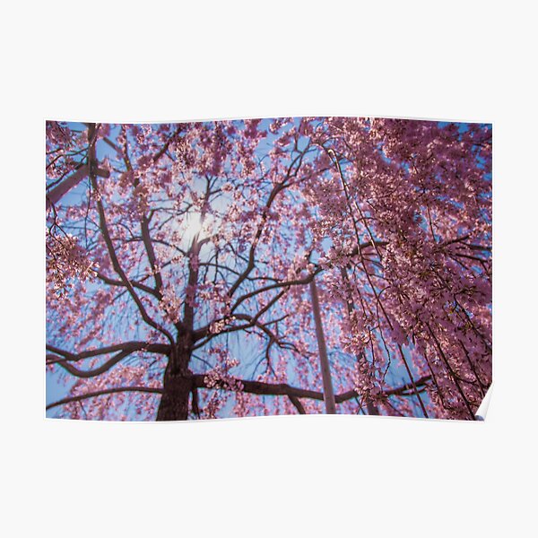 Weeping Sakura (Cherry Blossom) Tree from Japan Poster