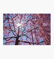Weeping Sakura (Cherry Blossom) Tree from Japan Photographic Print