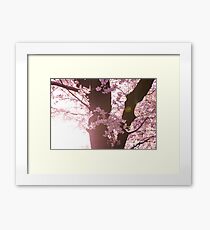 Sunset Sakura Cherry Blossoms in Japan Framed Print