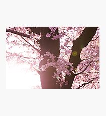 Sunset Sakura Cherry Blossoms in Japan Photographic Print