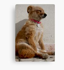 Sleeping??? Canvas Print