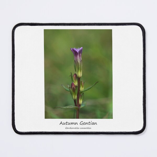 Item preview, Autumn Gentian designed and sold by SteveEvansArt.