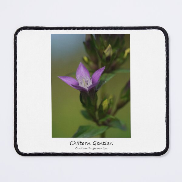 Item preview, Chiltern Gentian designed and sold by SteveEvansArt.