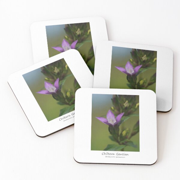 Item preview, Chiltern Gentian designed and sold by SteveEvansArt.