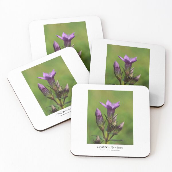 Item preview, Chiltern Gentian designed and sold by SteveEvansArt.
