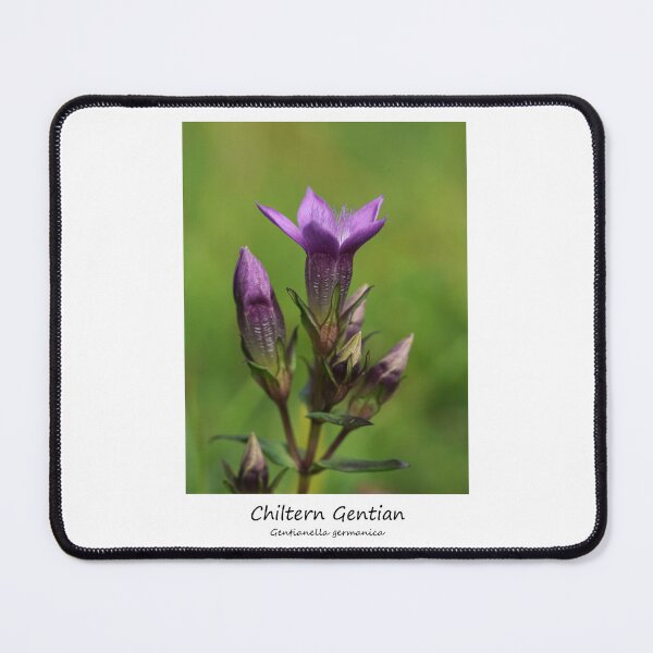 Item preview, Chiltern Gentian designed and sold by SteveEvansArt.