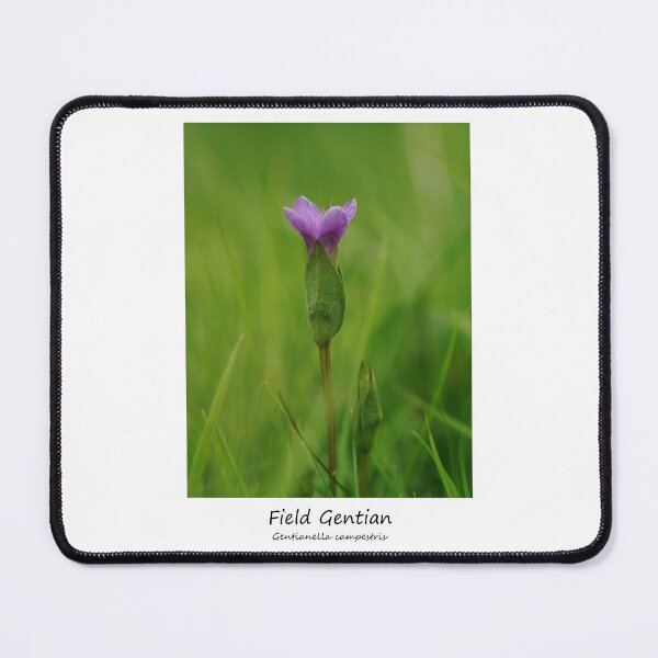 Item preview, Field Gentian designed and sold by SteveEvansArt.