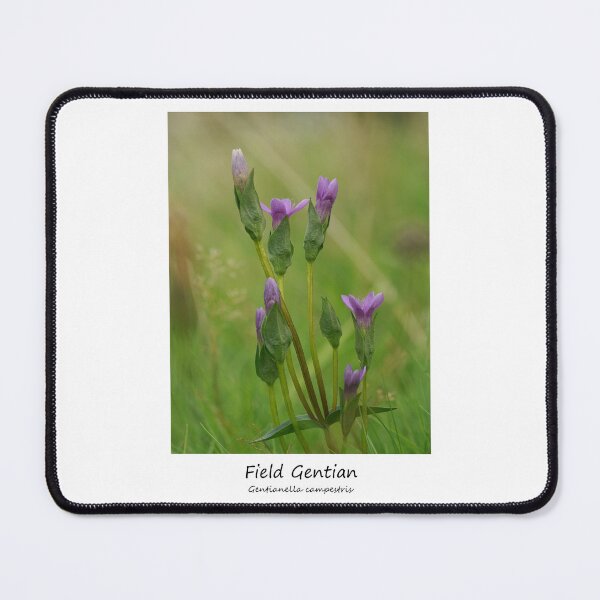 Item preview, Field Gentian designed and sold by SteveEvansArt.