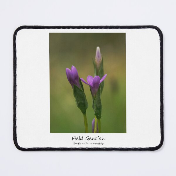 Item preview, Field Gentian designed and sold by SteveEvansArt.