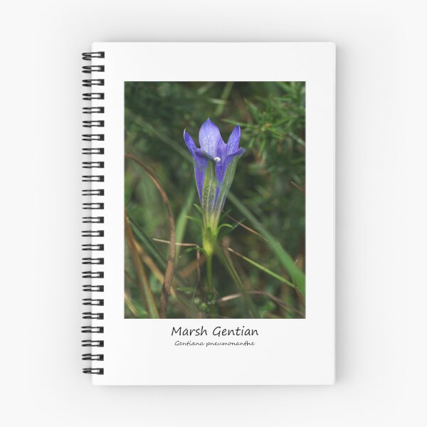 Item preview, Marsh Gentian designed and sold by SteveEvansArt.
