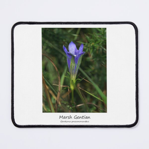 Item preview, Marsh Gentian designed and sold by SteveEvansArt.