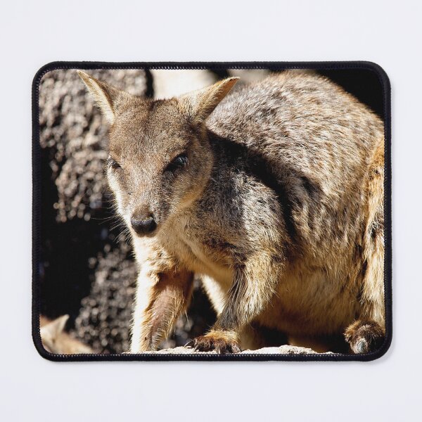 Item preview, Rock Wallaby on Magnetic Island in Queensland Australia designed and sold by Mark ODwyer.