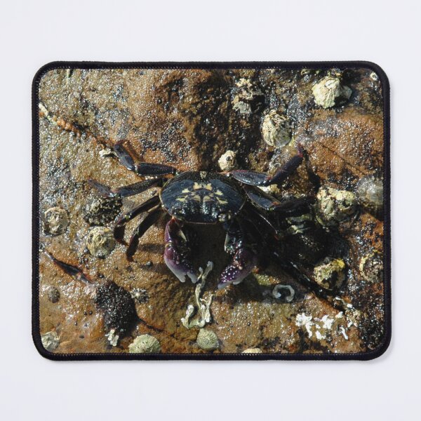 Item preview, Crab, Bermagui, Australia 20150303 designed and sold by muz2142.