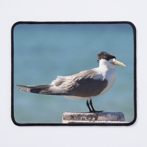Item preview, Greater Crested Tern designed and sold by irened71.