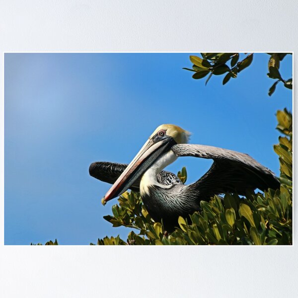 Item preview, The Pelican designed and sold by Eileen McVey.
